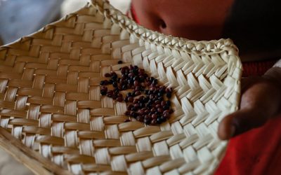 População Xavante pratica “economia do cuidado” através da colheita de sementes nativas