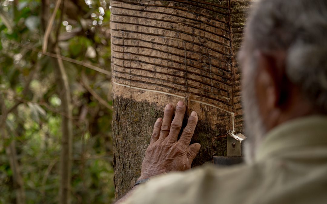 Uma aliança pela floresta – Episódio Chico Mendes