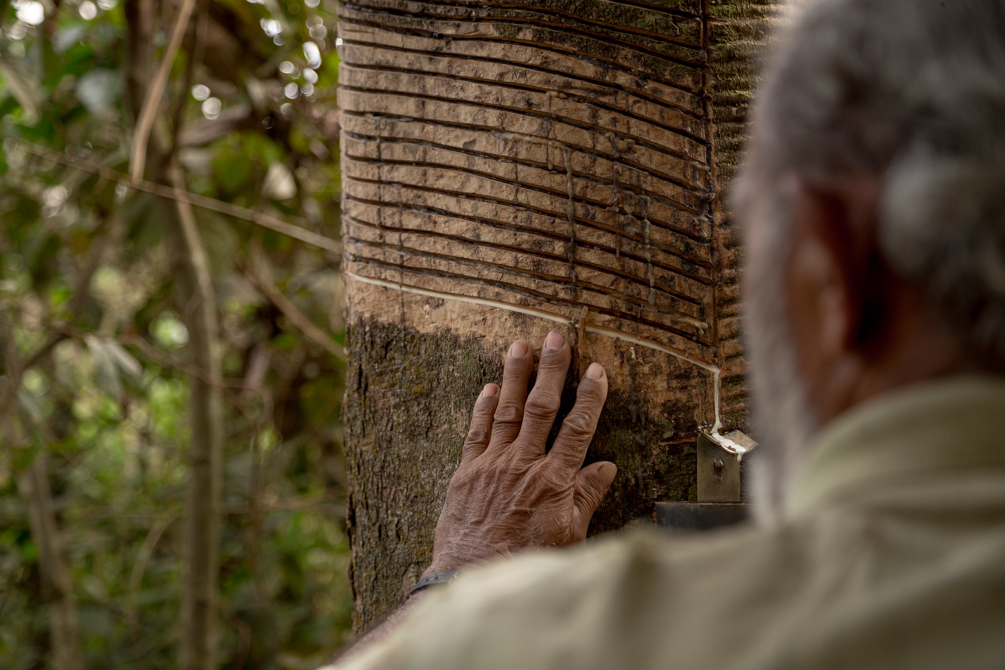 Uma aliança pela floresta - Episódio Chico Mendes