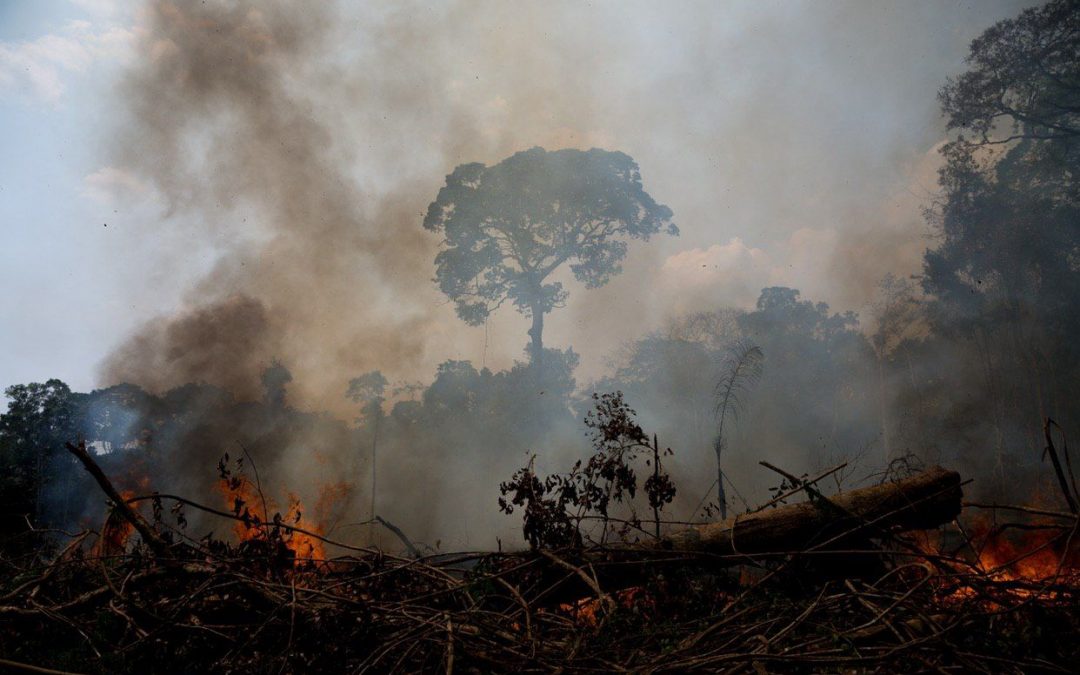`Reserva Extrativista Chico Mendes sofre com queimadas ilegais