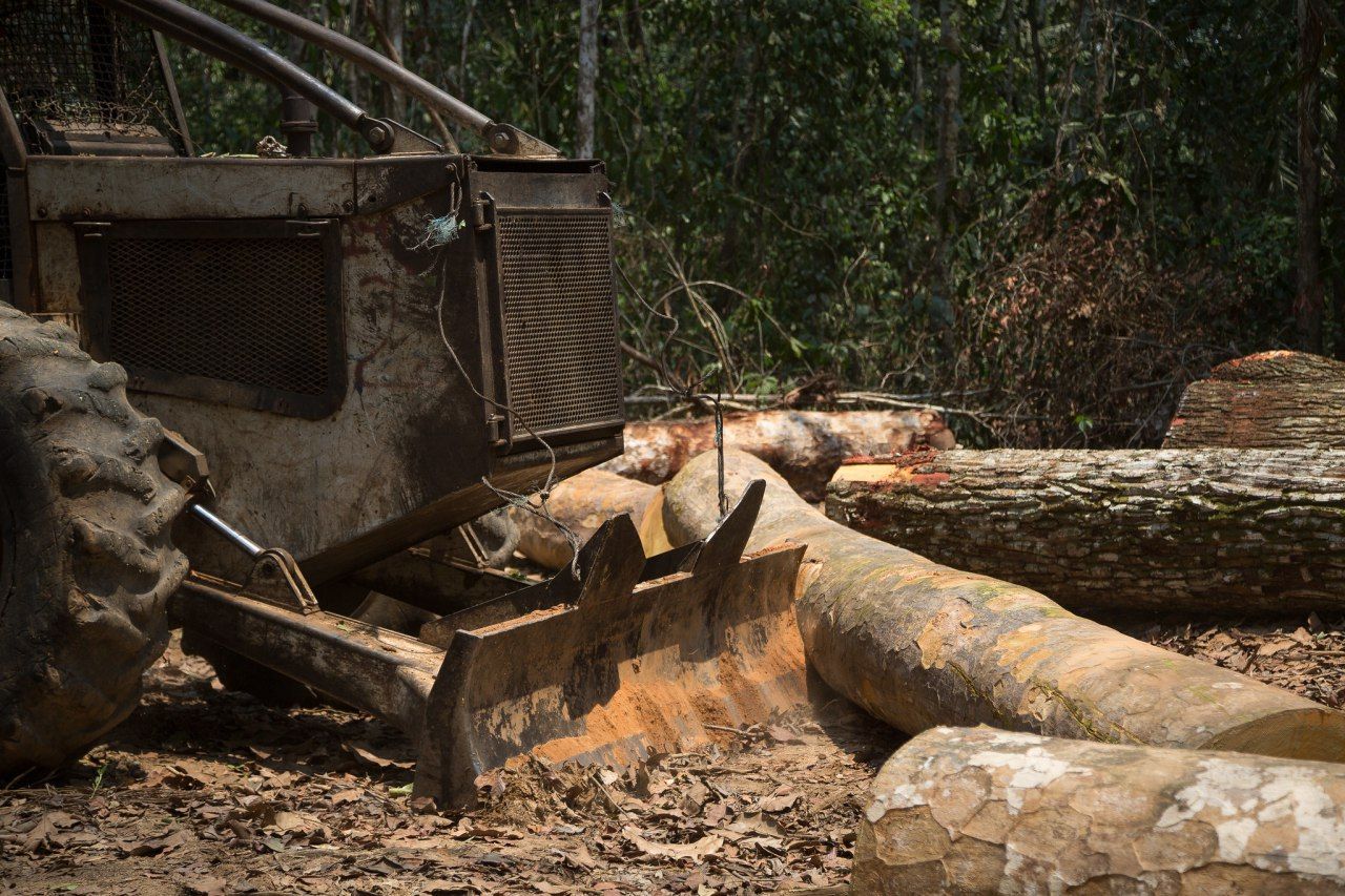 Uma aliança pela floresta - Episódio Chico Mendes